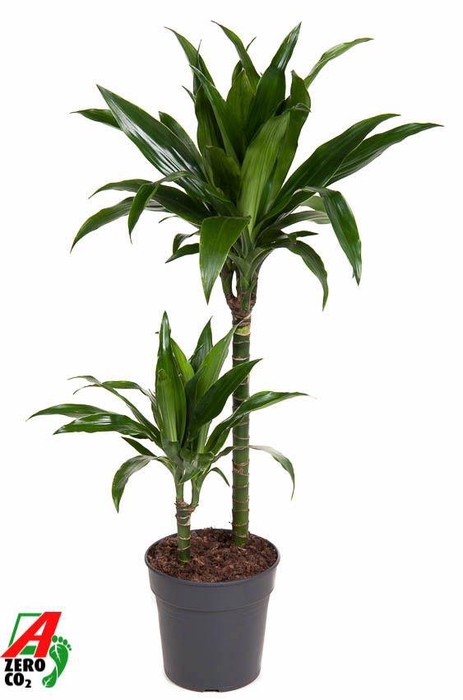 <h4>Dracaena Janet Craig 45-15</h4>
