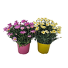 Anthemis punctata subsp. cupaniana