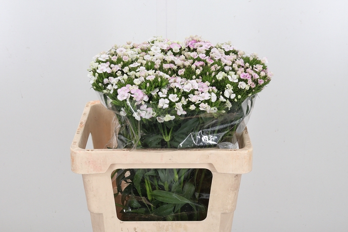 <h4>Di Barb Am Rose</h4>