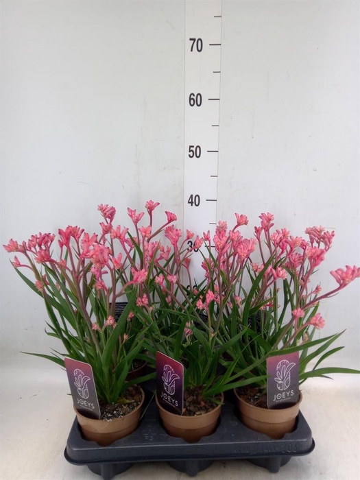 <h4>Anigozanthos   ...</h4>