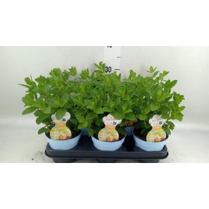 Mentha spicata
