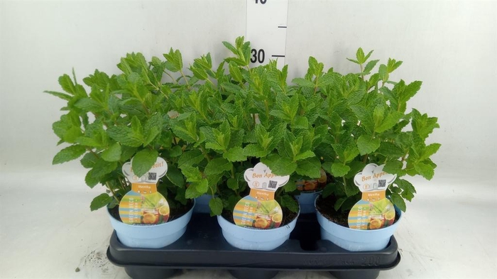 <h4>Mentha spicata</h4>