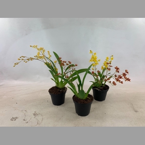 ONCIDIUM OV