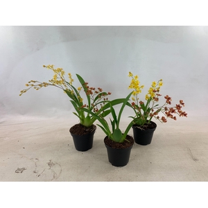 ONCIDIUM OV