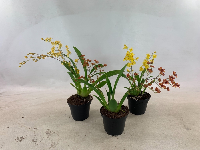 <h4>ONCIDIUM OV</h4>