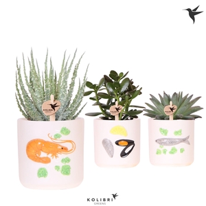 Kolibri Greens Succulenten mix in Fruits De Mer pot mix