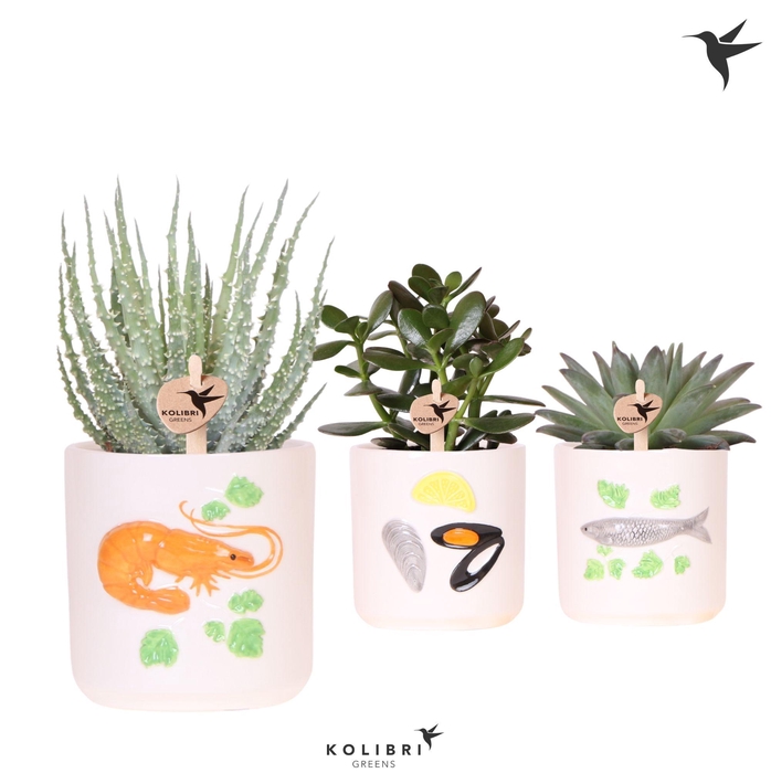 <h4>Kolibri Greens Succulenten mix in Fruits De Mer pot mix</h4>