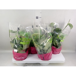 Scindapsus pictus 'Trebie'