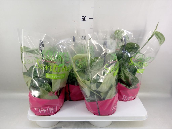 <h4>Scindapsus pictus 'Trebie'</h4>