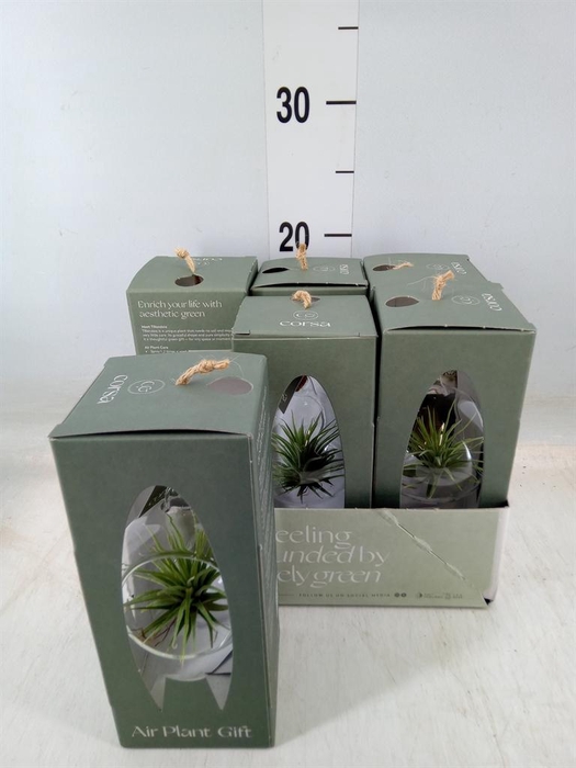 <h4>Arr.  Tillandsia L%</h4>