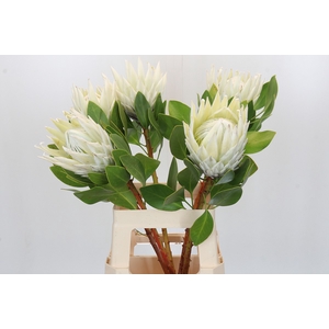 Protea Cyn. Ayoba Arctic Ice