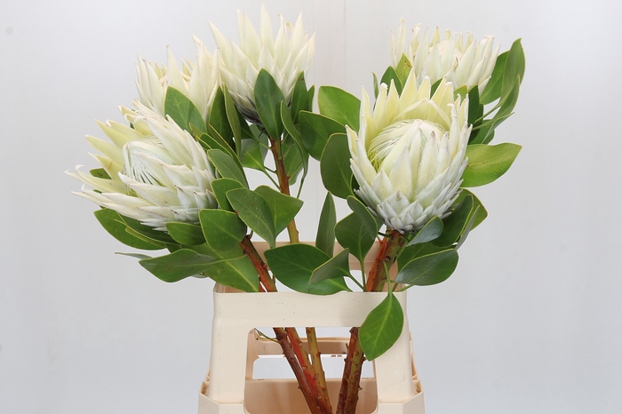 <h4>Protea Cyn. Ayoba Arctic Ice</h4>