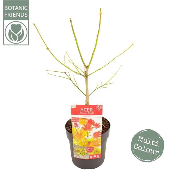 <h4>Acer shirasawanum 'Moonrise' ® PREMIUM</h4>