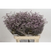 Limonium Safora Oshi Pink