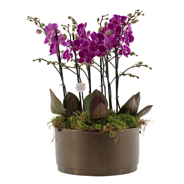 <h4>Flower Symphony | 3 x 2 tak FS paars in Sarah Bowl</h4>