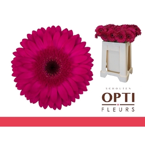 Gerbera Martini Water