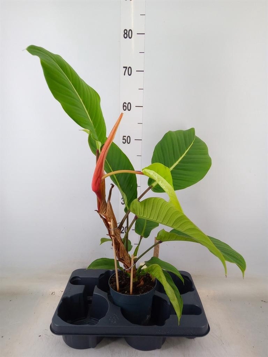 <h4>Philodendron   ...</h4>