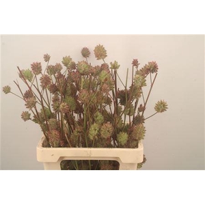 Glycyrrhiza Y ( Zoethout ) 70cm