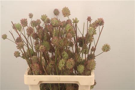 <h4>Glycyrrhiza Y ( Zoethout ) 70cm</h4>