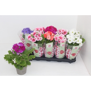 PRIM OB SWEETK A GEM