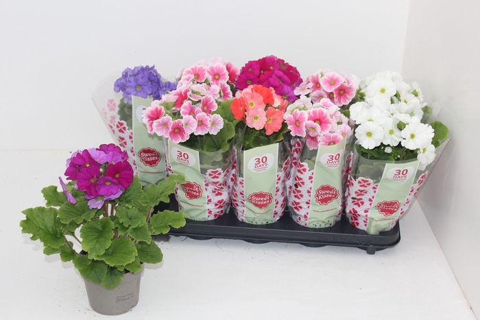 <h4>PRIM OB SWEETK A GEM</h4>