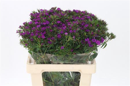 <h4>Di Barb Neon Purple</h4>