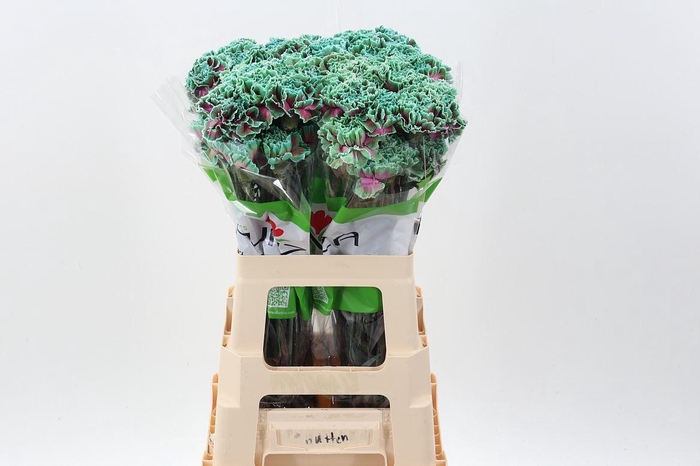 <h4>Dianthus ST   ...colored H%</h4>