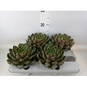 Echeveria   ...not flowering