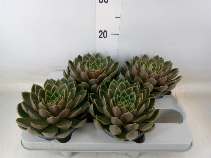 <h4>Echeveria   ...not flowering</h4>