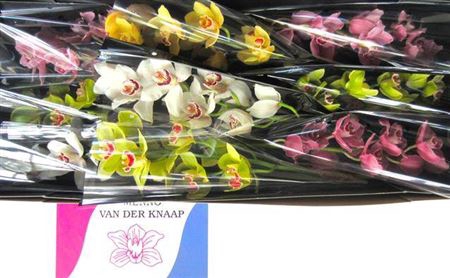 <h4>Cymb Mixed Stems</h4>