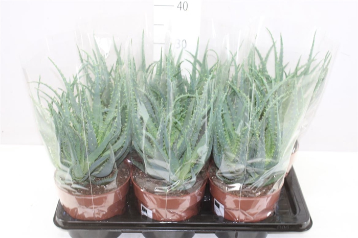 <h4>Aloe Arborescens</h4>