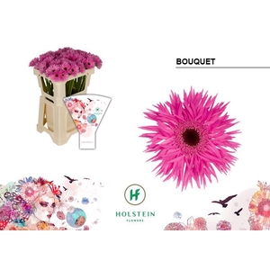 Germini Spider Bouquet Water x60