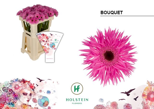 <h4>Germini Spider Bouquet Water x60</h4>