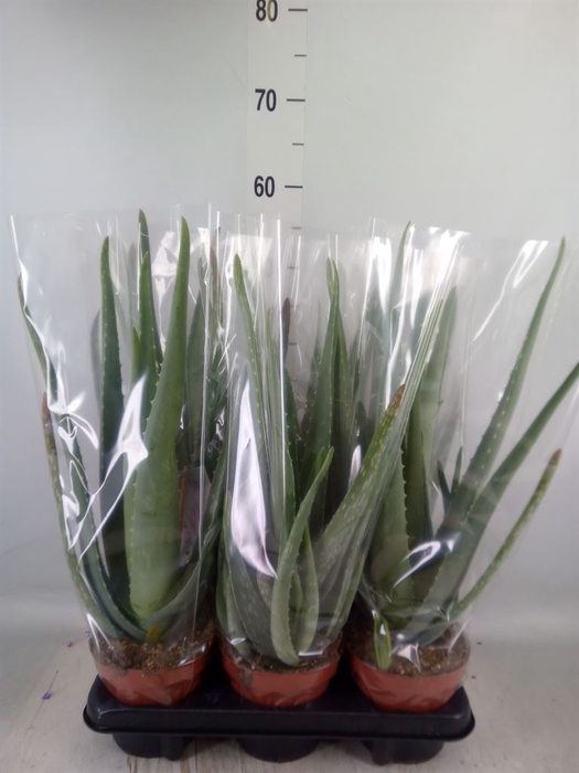 <h4>Aloe vera</h4>
