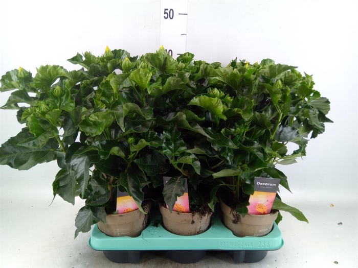 <h4>Hibiscus rosa-sin. 'Koenig'</h4>