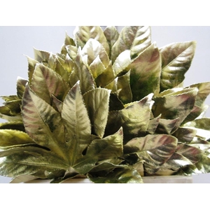 Aralia G Goud