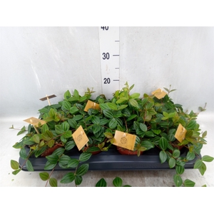 Peperomia  'Rocca Scuro'