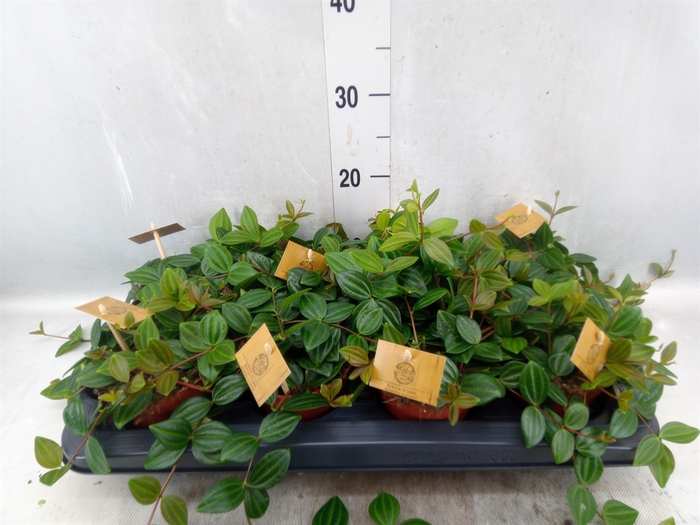 Peperomia  'Rocca Scuro'