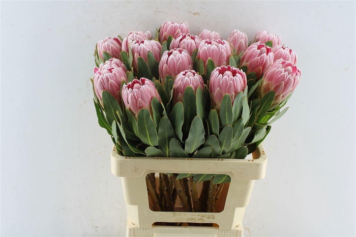 <h4>PROTEA CARNIVAL</h4>