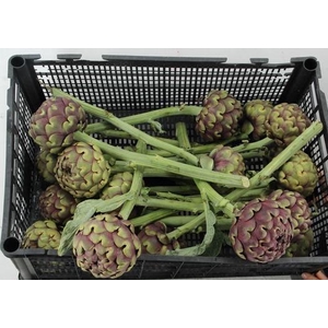 CYNARA SCOLYMUS