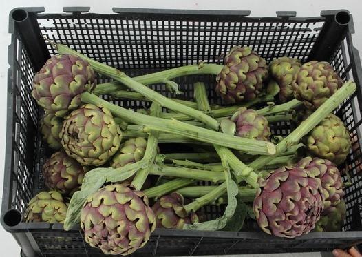 <h4>CYNARA SCOLYMUS</h4>