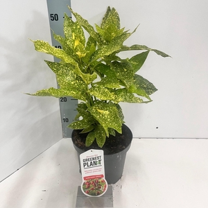 Aucuba japonica 'Variegata'