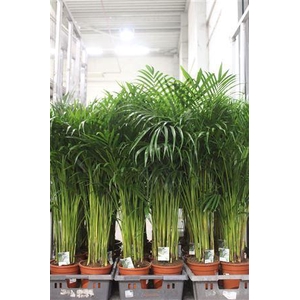 Dypsis Lutescens 25pp