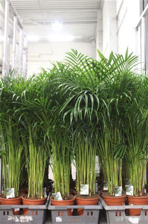 <h4>Dypsis Lutescens 25pp</h4>