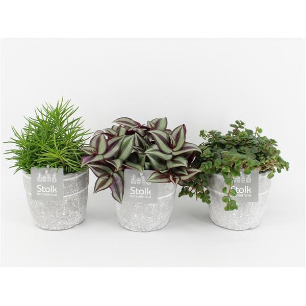 <h4>Pure Green mix in Stone Look Keramiek soorten : Rhipsalis, Tradescantia, Sedum</h4>