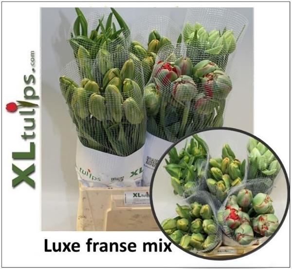 <h4>TU DU GEMENGD</h4>