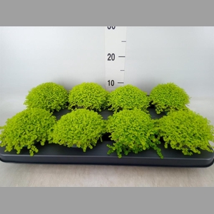 Soleirolia soleirolii 'Aurea'