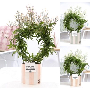 Jasminum Poly. ( 200+ knop) in P&PURE Eline 2 ceramics ass. 2