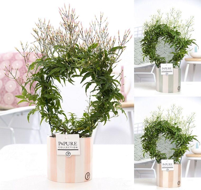 Jasminum Poly. ( 200+ knop) in P&PURE Eline 2 ceramics ass. 2