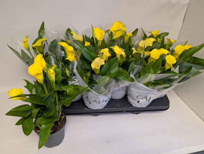 <h4>ZANT SUNCLUB</h4>